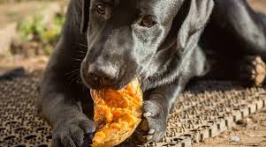 Can Dogs Eat Squash Is Squash Good Or