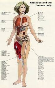 The human body is made up of millions and trillions of cells. Human Anatomy Organs Human Body Organs Women