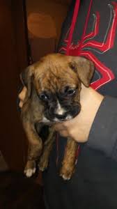 I found there was not a group for these gorgeous puppies, so thought i would put this together to showcase these adorable. Boxer Puppy Dog For Sale In Muncie Indiana