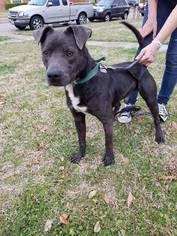 The labrastaff is a hybrid breed whereby the labrador is crossed with an american staffordshire terrier. View Ad Labrador Retriever Staffordshire Bull Terrier Mix Dog For Adoption Near Texas Wylie Usa Adn 485569
