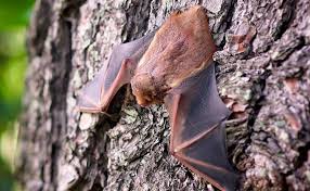 la chauve souris pipistrelle une