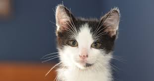 See more ideas about kitten adoption, adoption, kittens. Adoptable Cats And Kittens Los Angeles Adopt A Pet Aspca