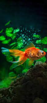 hd gold fish wallpapers peakpx