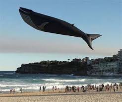 Afbeeldingsresultaat voor giant whale funny