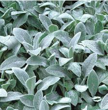 stachys byzantina silver carpet