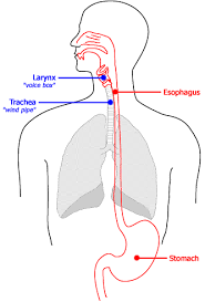 laryngopharyngeal reflux lpr