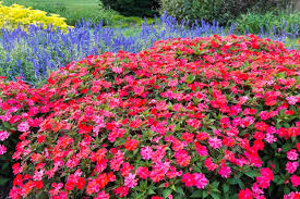 Impatiens Flowers Stock Photo By