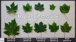maple tree identification a complete