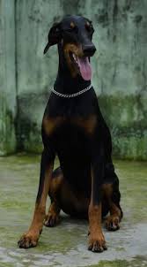 Puppies born in usa (european bloodlines) current , upcoming & past litters. Doberman Pinscher Dog Breed Pictures Page 4