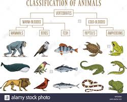 Classification Of Animals Reptiles Amphibians Mammals Birds