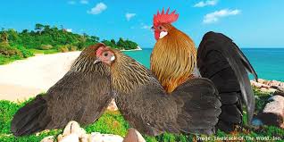 Chicken Breeds | Livestock Of The World