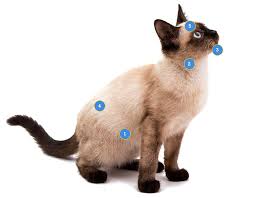 If you've got a siamese cat at home, prepare to have some lengthy conversations. Ultimate Siamese Cat Guide Siamese Cat Insurance Scratch Patch