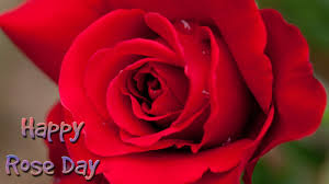 rose day wallpaper for friends and