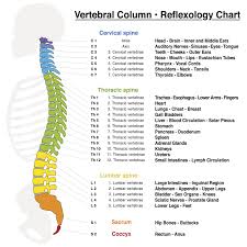 Vertebral Column Reflexology Chart Healing Back Pain