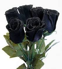 Black roses don't actually exist in nature but are achieved through genetic manipulation. | Black rose flower, Flowers perennials, Dark flowers