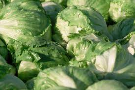 does iceberg lettuce really have no