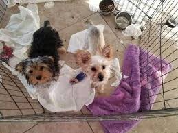 We specialize in breeding for the best quality, health, body structure and temperament yorkie puppies around az. Christmas Puppies No Scams Here Yorkie Maltipoo Havanese Etc For Sale In Tucson Arizona Classified Showmethead Com