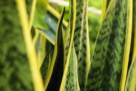 Quando o lírio da paz (spathiphyllum) está amarelado na borda das folhas da planta indica uma nítida falta de nitrogênio. 5 Plantas Para Cultivar No Seu Apartamento Gq Design