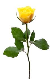 single yellow rose single yellow rose