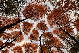crown shyness in autumn colours black