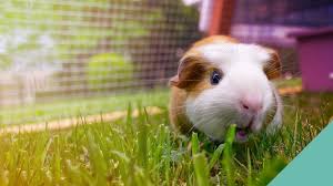 Guinea Pig Space Requirements Calder Vets