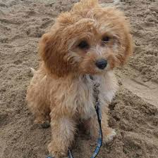 Cavapoo puppies are a mix of a cavalier king charles spaniel and a miniature poodle. Cavapoo Dog Breed Information 11 Things To Know Your Dog Advisor