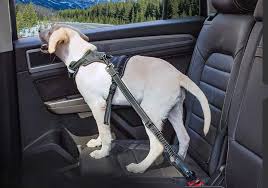 Dog Seat Belts Are The Key To Safer