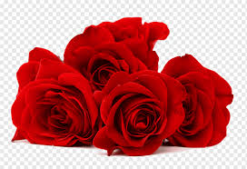 red rose flower closeup hd big picture