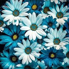 Premium Photo Blue Flowers Wallpaper