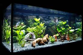 aquarium silicone best brands safest