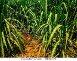 Sugarcane Is Growing On Ground Abstract Ez Canvas