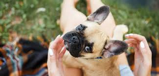 mini french bulldog a guide to the