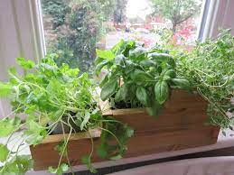 Indoor Herb Garden Planter Window Box