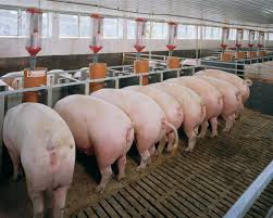 pig farming in uganda how to rear pigs