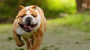 However, free bulldog dogs and puppies are a rarity as rescues usually charge a small adoption fee to cover their expenses (usually less than $200). The 30 Most Expensive Dog Breeds To Own Video Las Vegas Review Journal