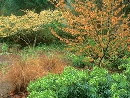 growing witch hazel how to care for