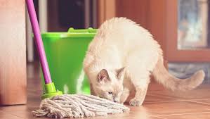 6 of the best ways to clean cat in