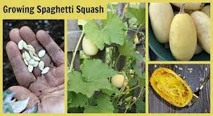 Growing Spaghetti Squash From Seed To