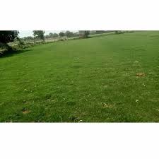 lawn gr selection no 1 carpet