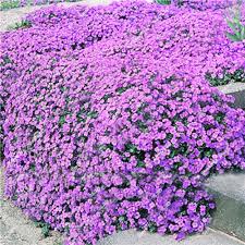 500 ground cover creeping thyme seeds