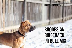 Rhodesian Ridgeback Pitbull Mix Complete Guide With