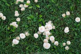 how to get rid of mushrooms in yard for