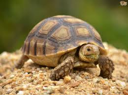 Image result for turtle