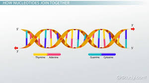 the nucleotides in the backbone of dna