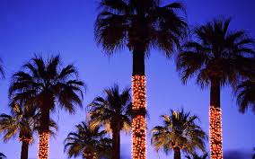 Palm trees with christmas lights pictures. Put Up Christmas Lights Palm Tree Hd Wallpaper Peakpx