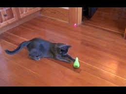 Cats are interested in movement and sounds and prefer toys that entice their natural hunting behaviors like toy mice and crinkle balls. Video Cats Dance To A Laser Chicken Beat The Cat Log Dancing Cat Cats Cat Gif
