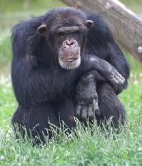 human and chimp genes may have split 13