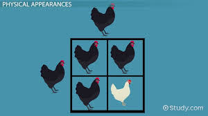 phenotypic ratio definition