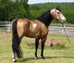 Dappled Buckskin Paint Quarter Horse