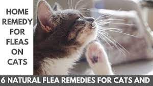 natural flea remes for cats and dogs
